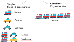 Glucides